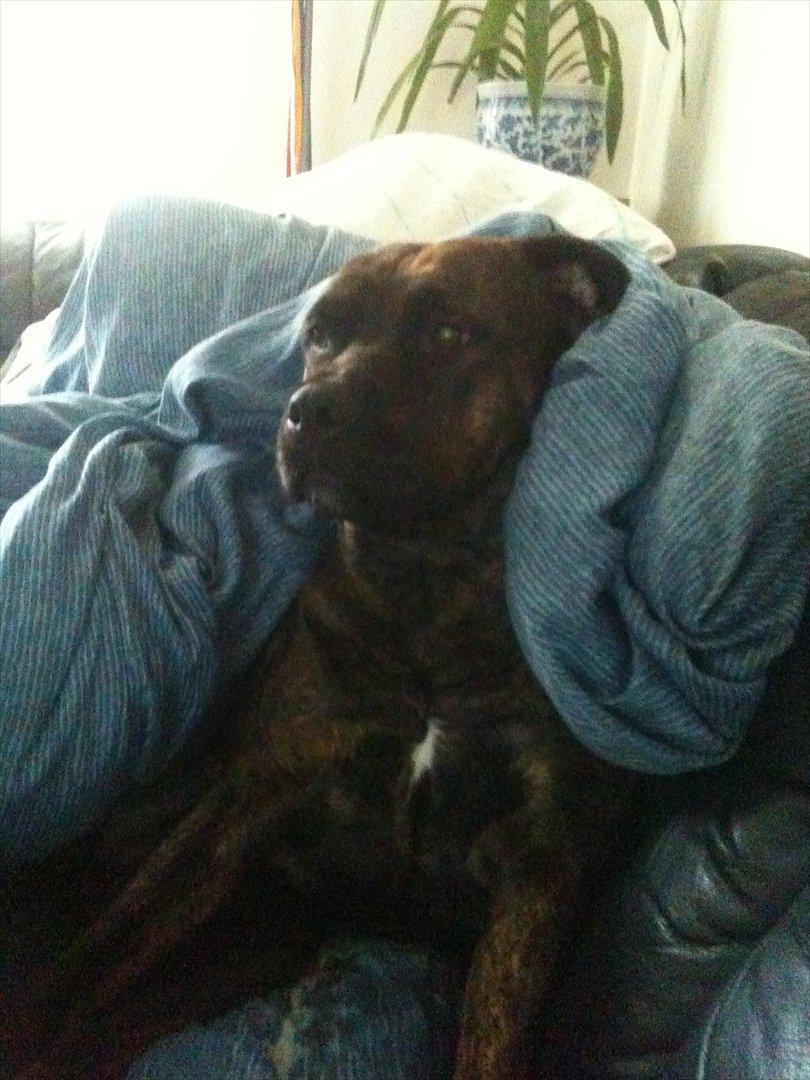 Blanding af racer Shila ( Himel hund )  billede 9