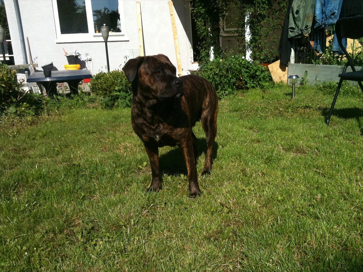 Blanding af racer Shila ( Himel hund )  billede 10