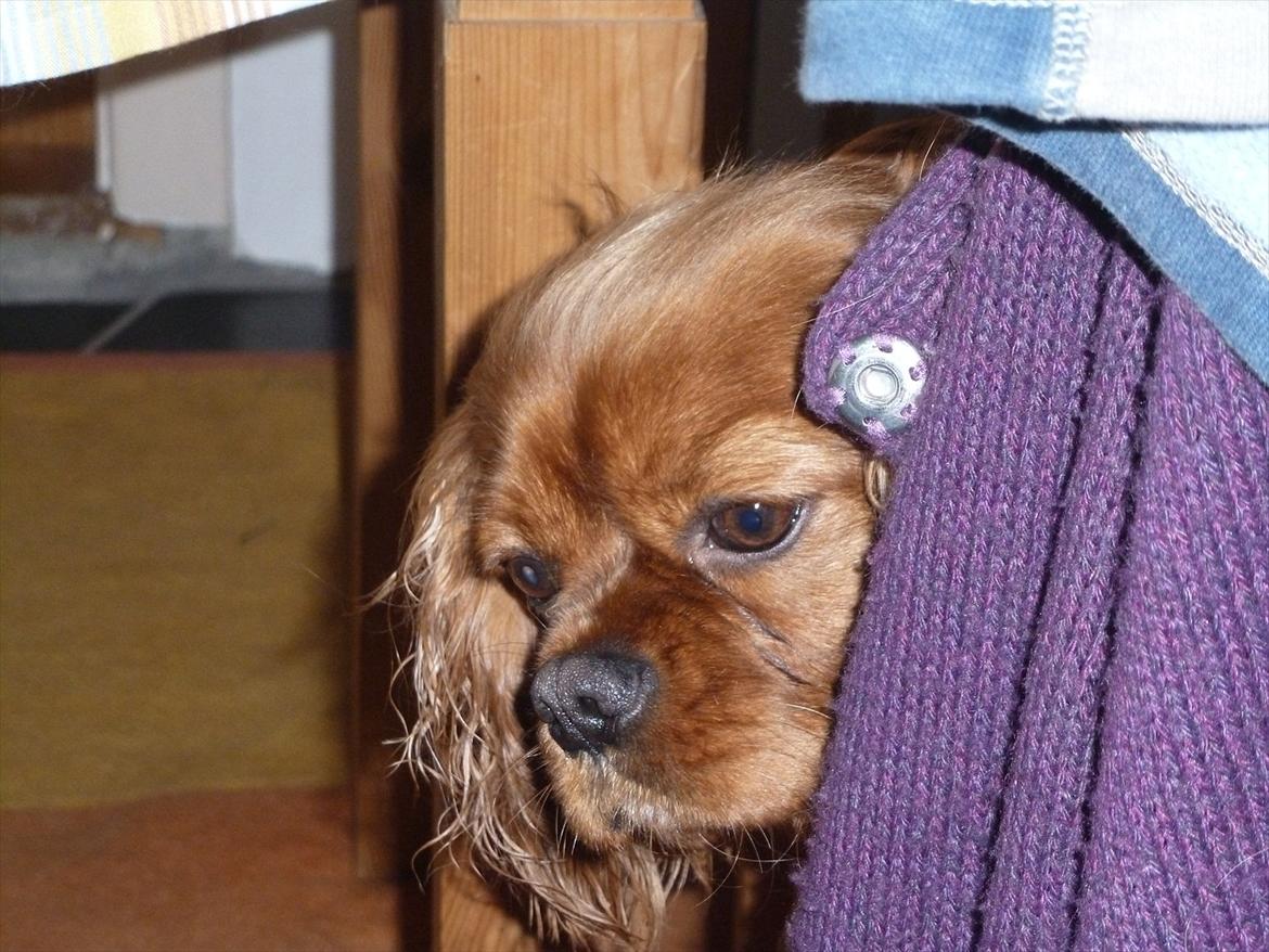 Cavalier king charles spaniel Wilma - dejlig at gemme sig i mors jakke  billede 2
