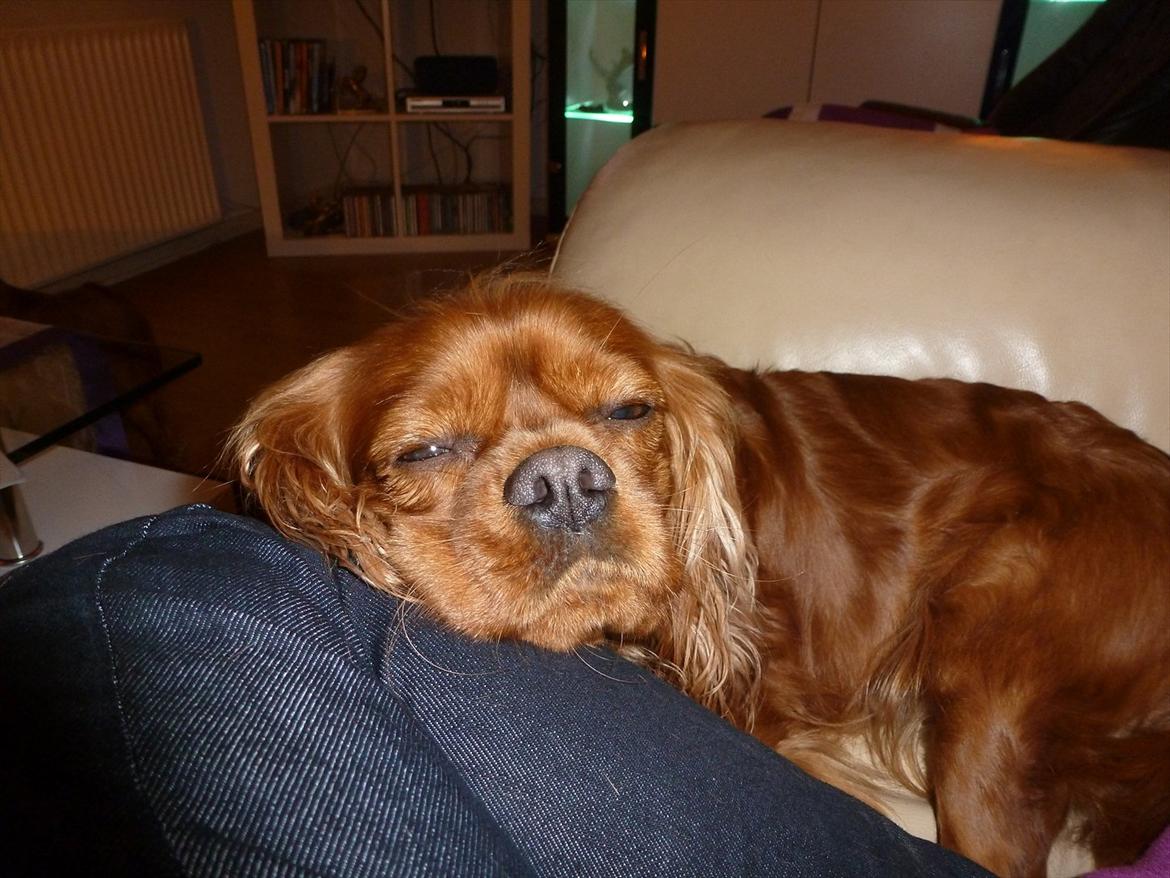 Cavalier king charles spaniel Wilma billede 3