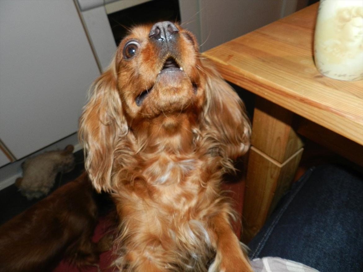 Cavalier king charles spaniel Wilma billede 4