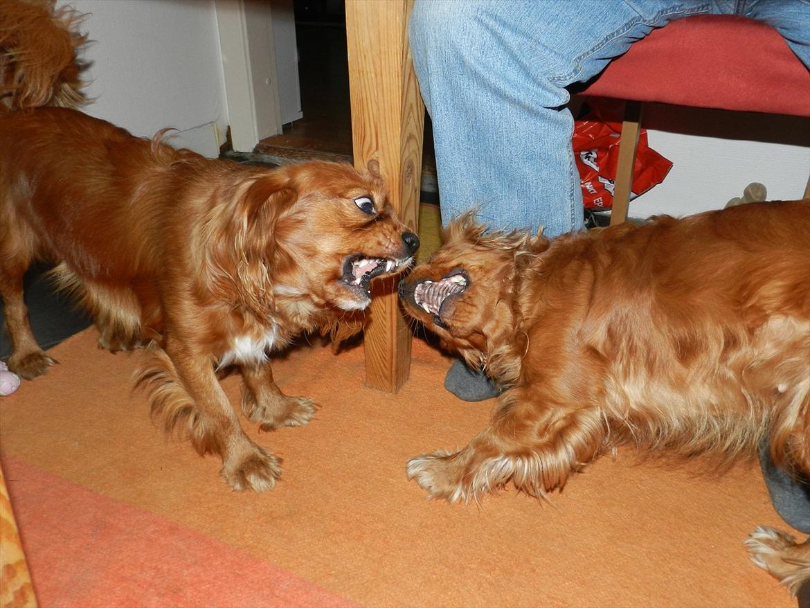 Cavalier king charles spaniel Wilma billede 5