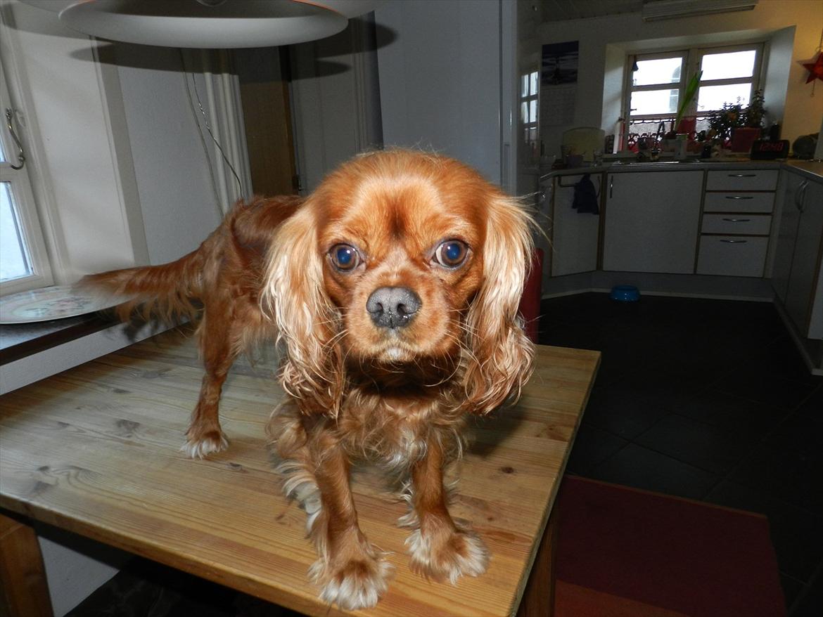 Cavalier king charles spaniel Wilma billede 6