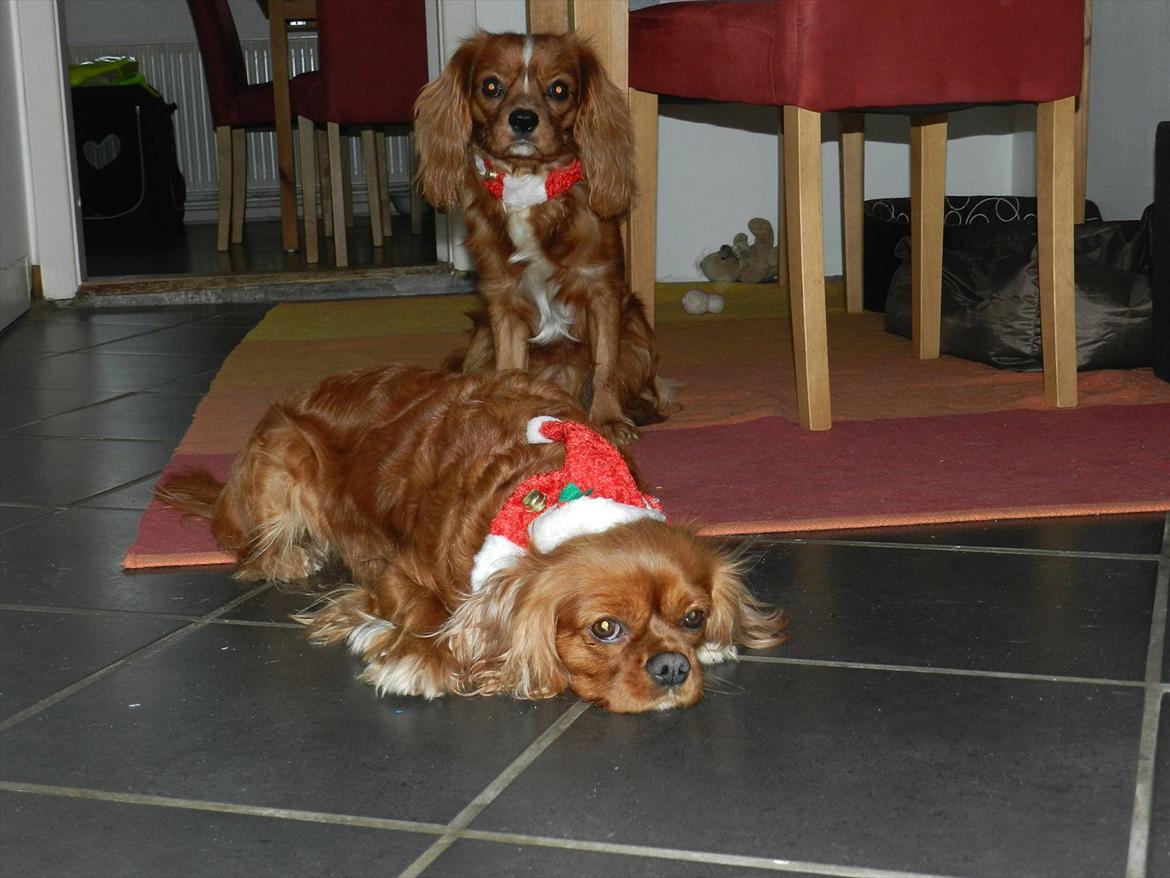 Cavalier king charles spaniel Wilma billede 7