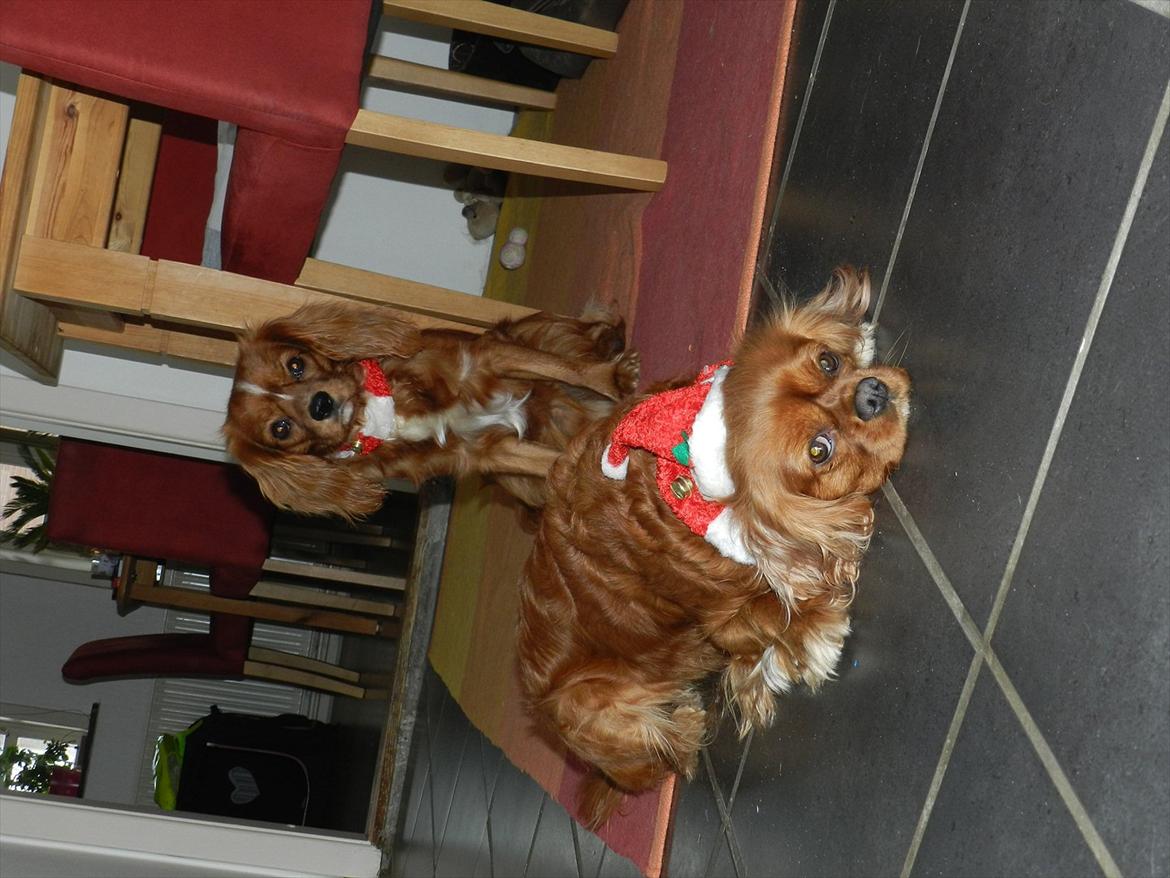 Cavalier king charles spaniel Wilma billede 8