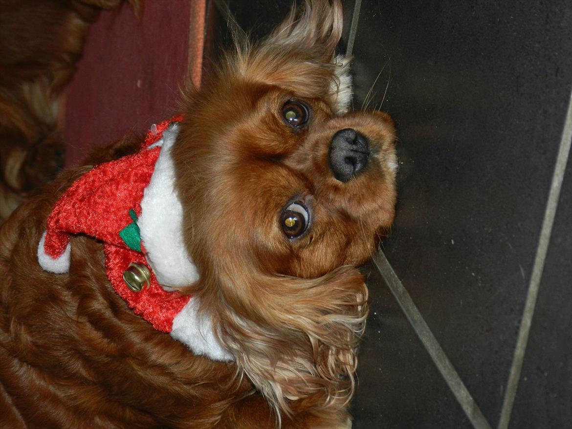 Cavalier king charles spaniel Wilma billede 9