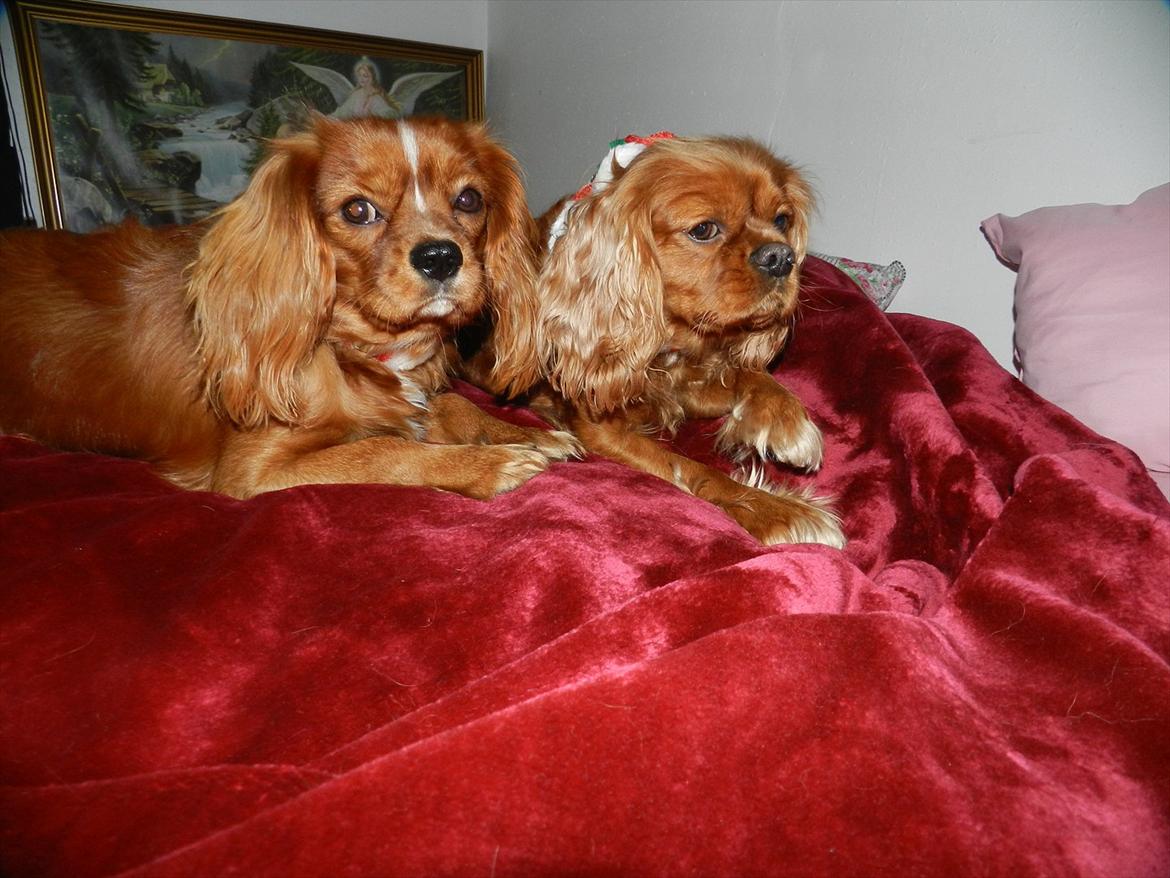 Cavalier king charles spaniel Wilma billede 10