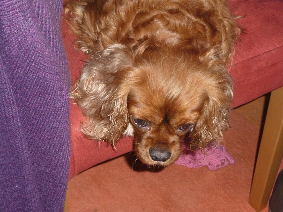 Cavalier king charles spaniel Wilma billede 11