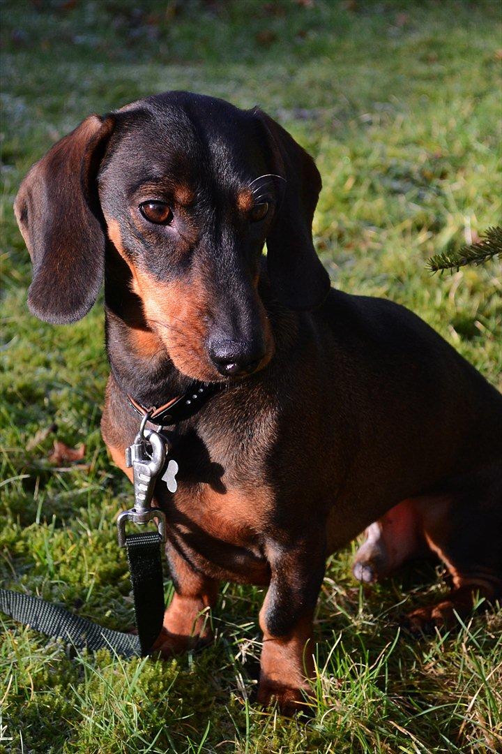 Gravhund Balder billede 3