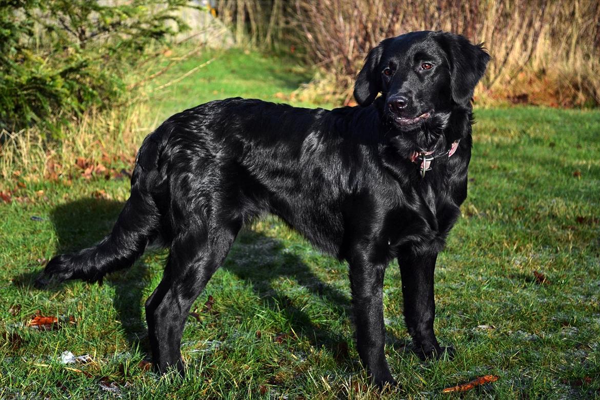 Labrador retriever / Flat coat - Bella - Vi er flyttet.. dvs at Bella har fået en kæmpe have at boltre sig i.. og hun ELSKER det (: billede 8