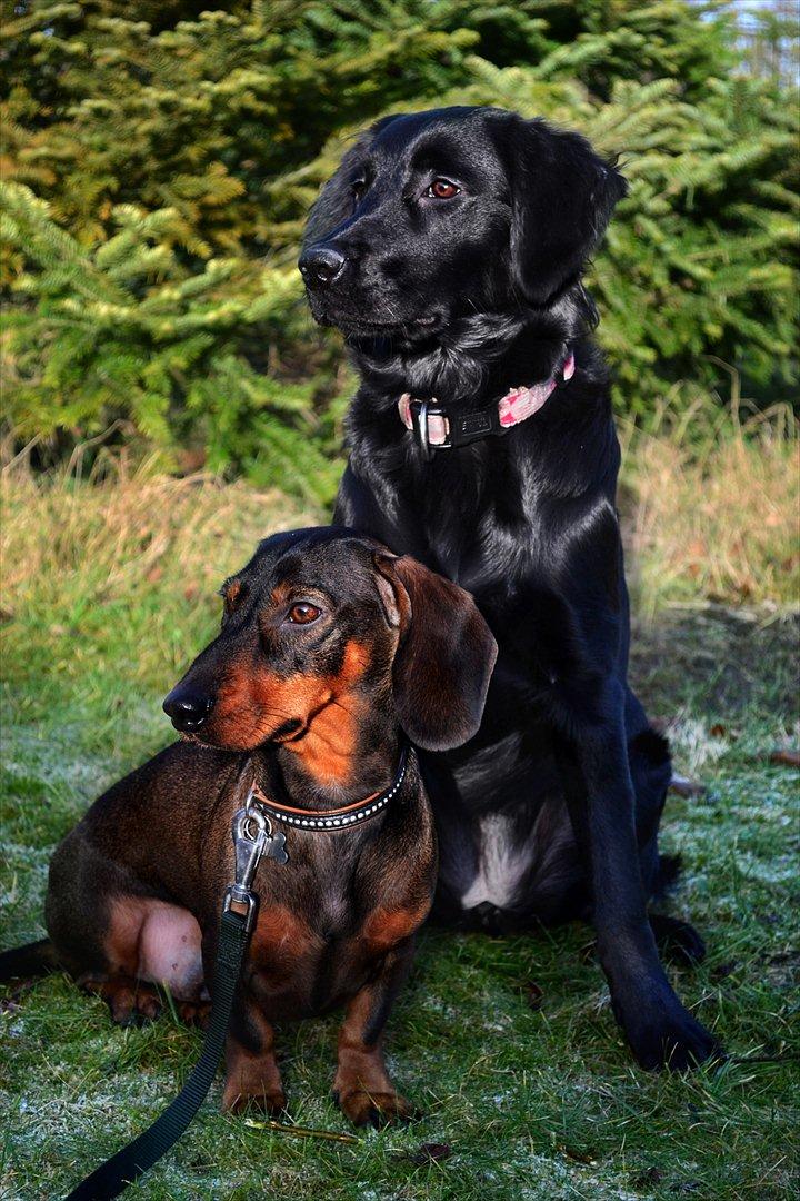 Labrador retriever / Flat coat - Bella billede 18