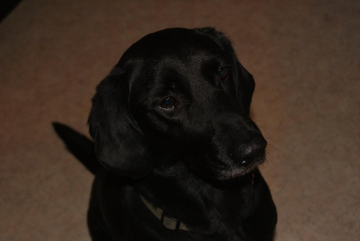 Blanding af racer Sam billede 1