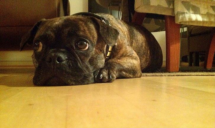 Blanding af racer Tiger - Fransk bulldog / mops billede 1