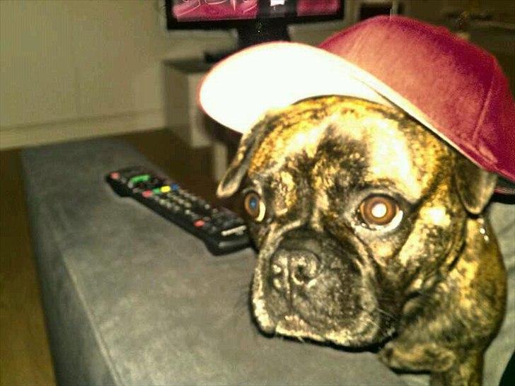 Blanding af racer Tiger - Fransk bulldog / mops billede 2