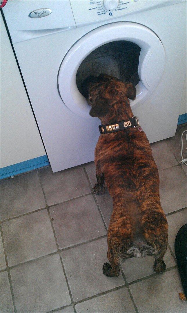 Blanding af racer Tiger - Fransk bulldog / mops - Da bamsen røg til vask. billede 3