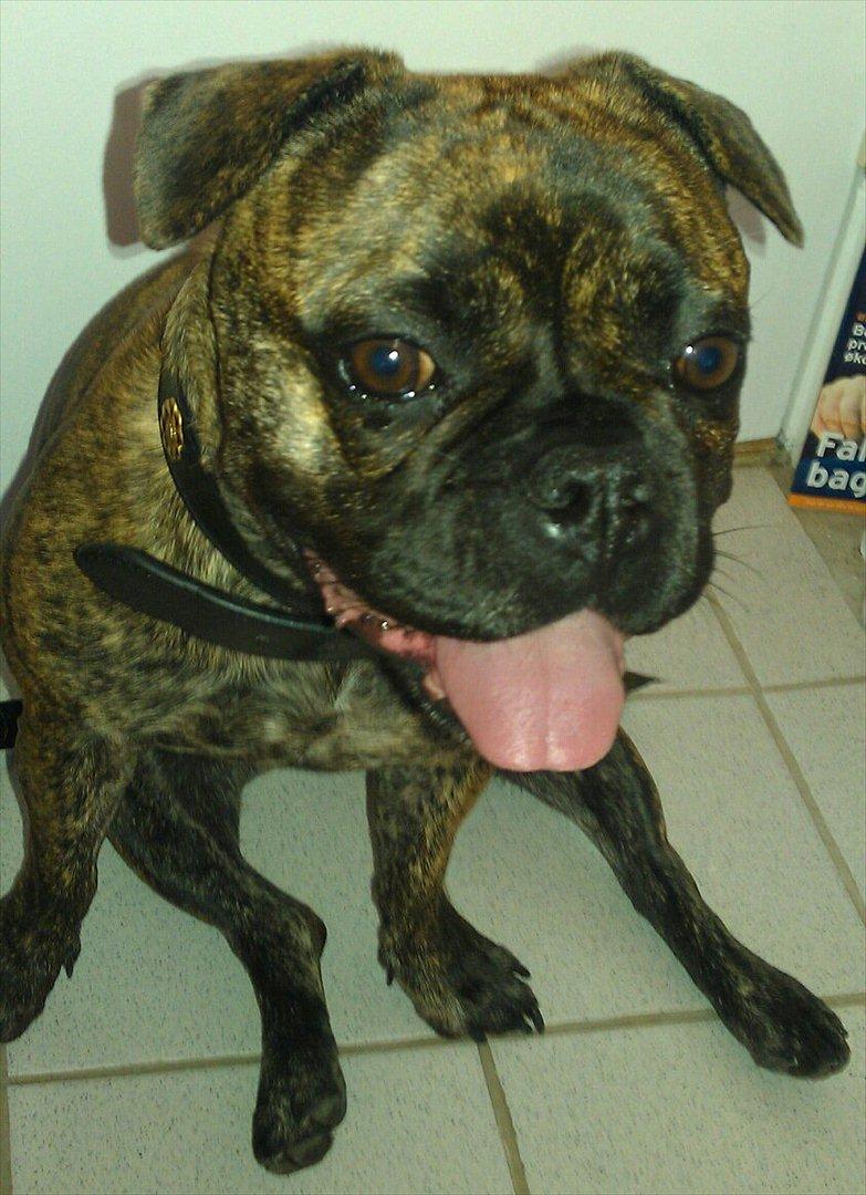 Blanding af racer Tiger - Fransk bulldog / mops billede 4