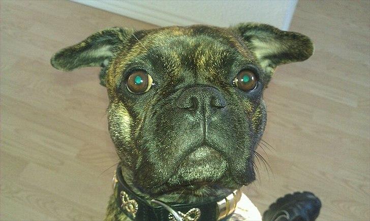 Blanding af racer Tiger - Fransk bulldog / mops billede 5