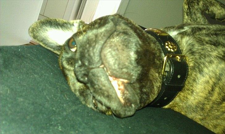 Blanding af racer Tiger - Fransk bulldog / mops billede 6