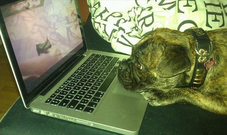 Blanding af racer Tiger - Fransk bulldog / mops billede 7