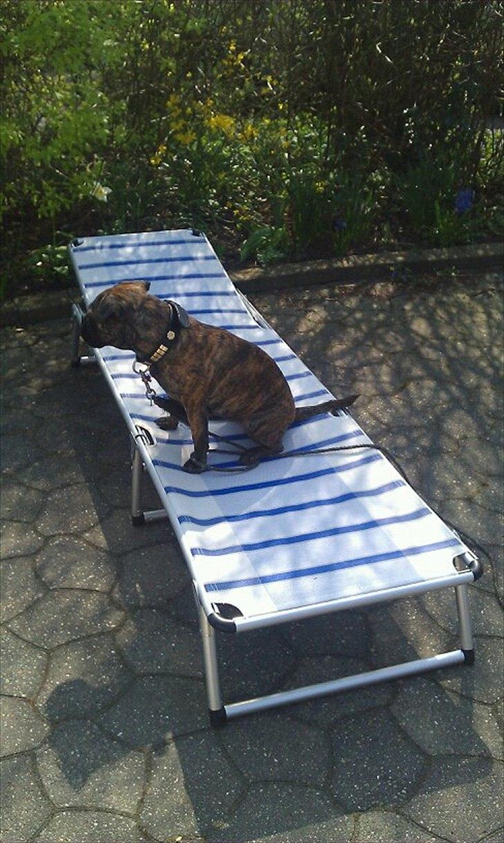 Blanding af racer Tiger - Fransk bulldog / mops billede 8