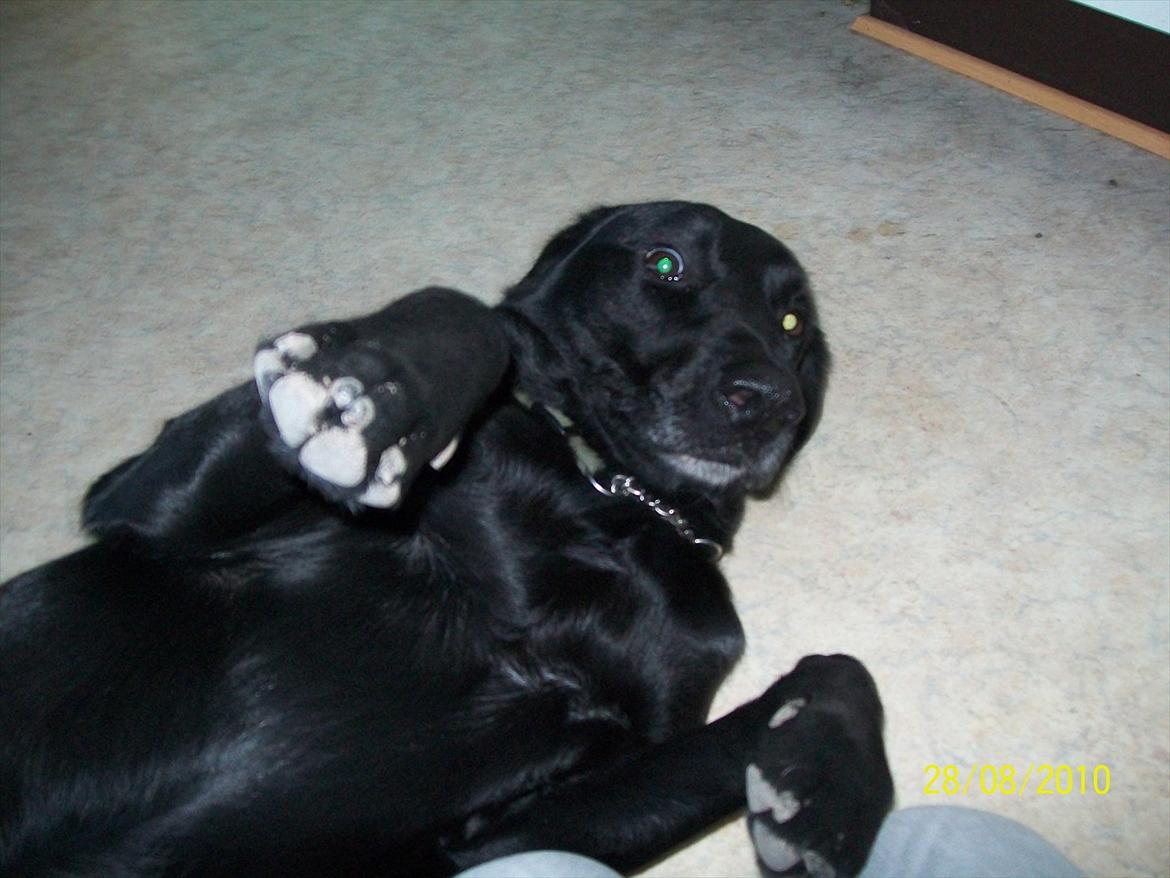 Blanding af racer Sam billede 2