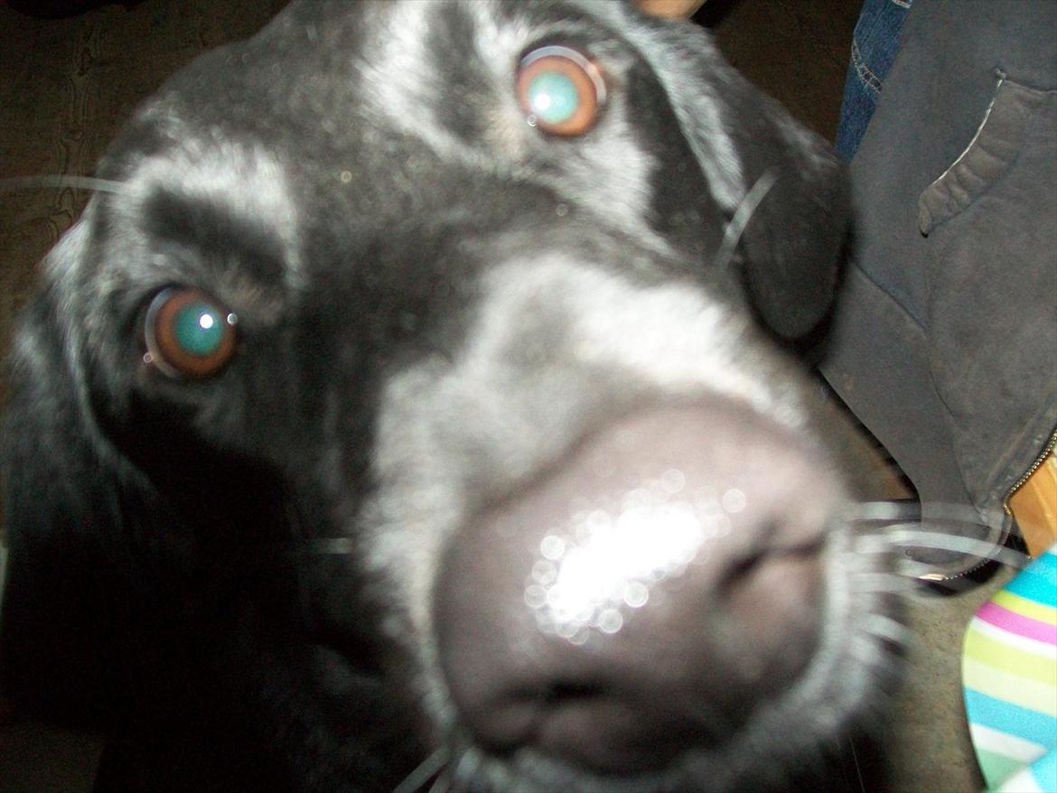 Blanding af racer Sam billede 3