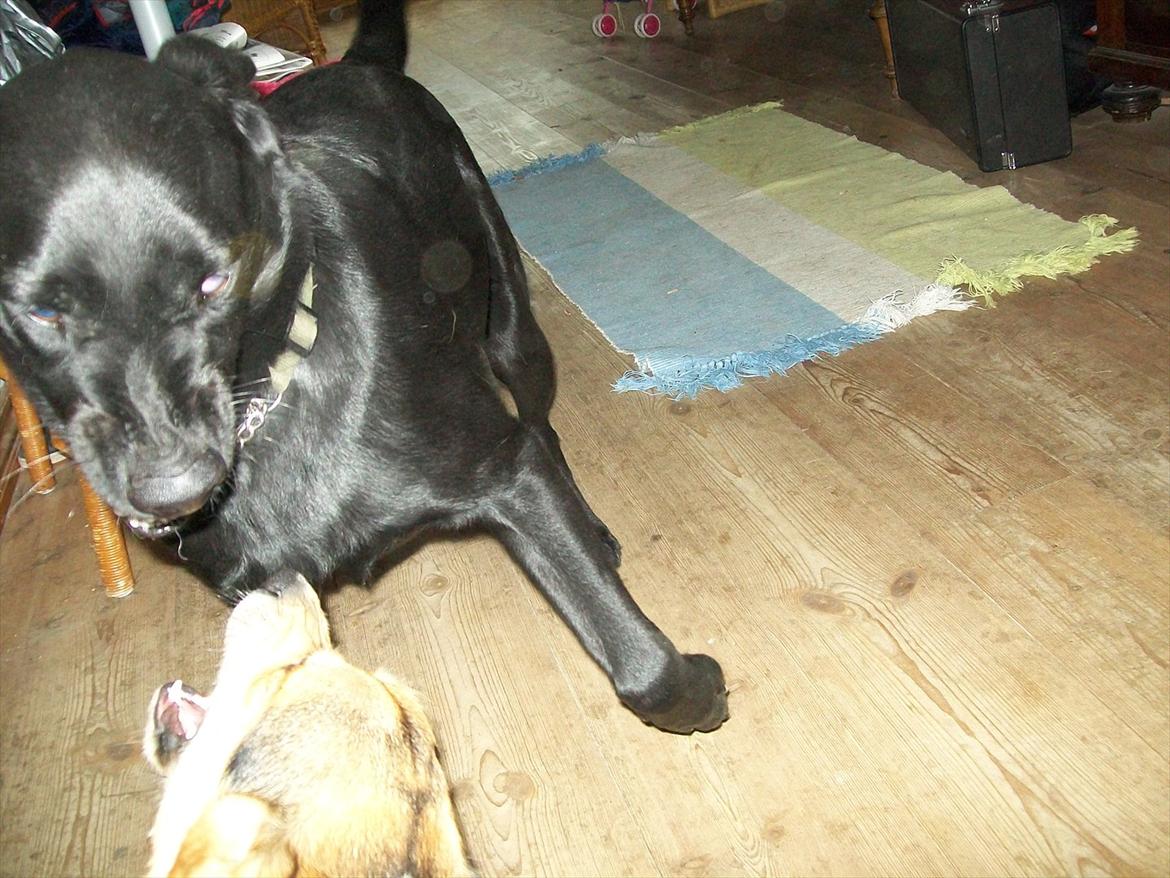 Blanding af racer Sam billede 4