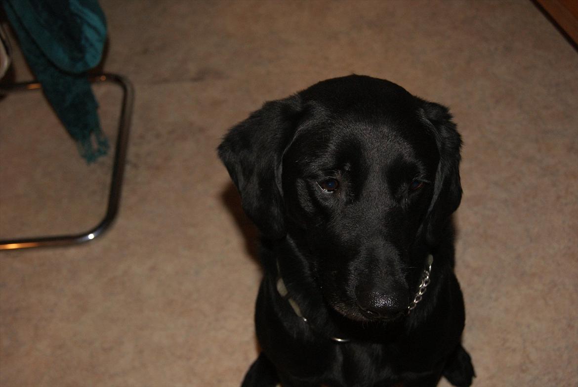 Blanding af racer Sam billede 5