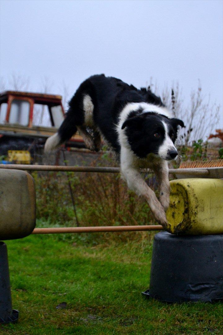 Border collie | Sitka - Spring dag med tøsen! xD Elsker hendes udtryk! <33

Foto: Anine :) billede 3