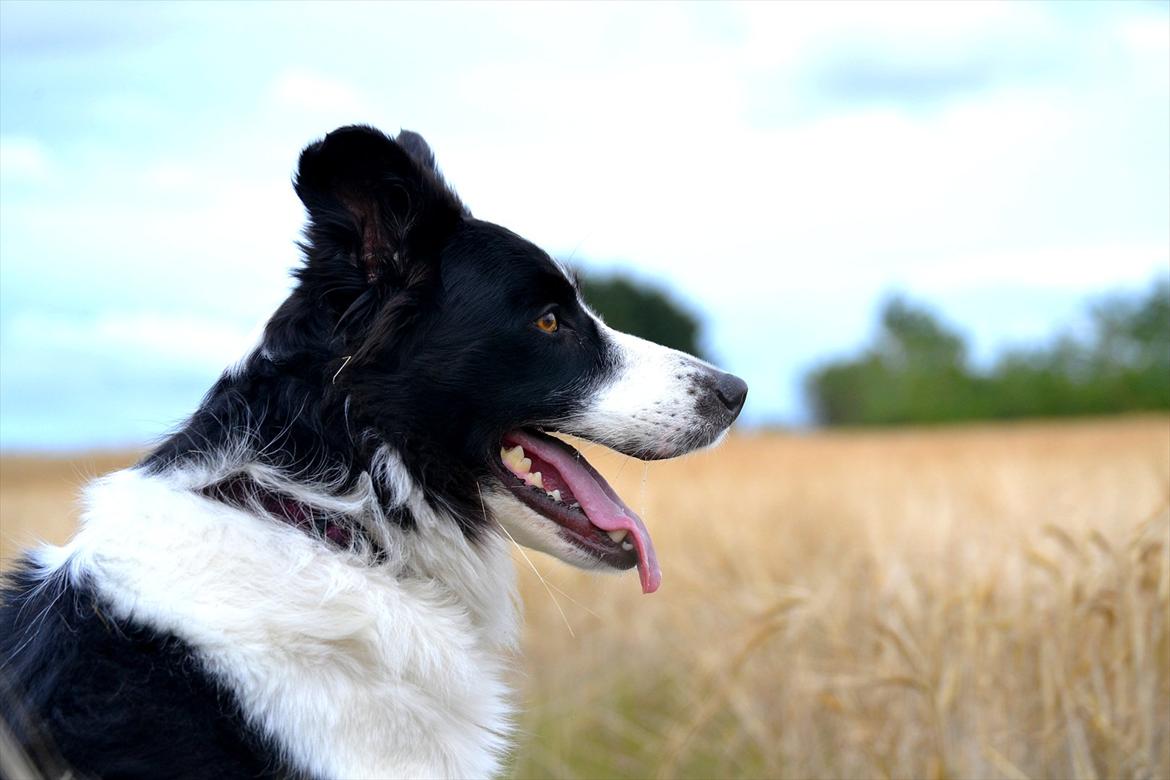 Border collie | Sitka - Velkommen til Sitkas profil!! :D <3 "Photoshoot" sensommeren 2011 ;)

Foto: Emmelie S (Mig) billede 1