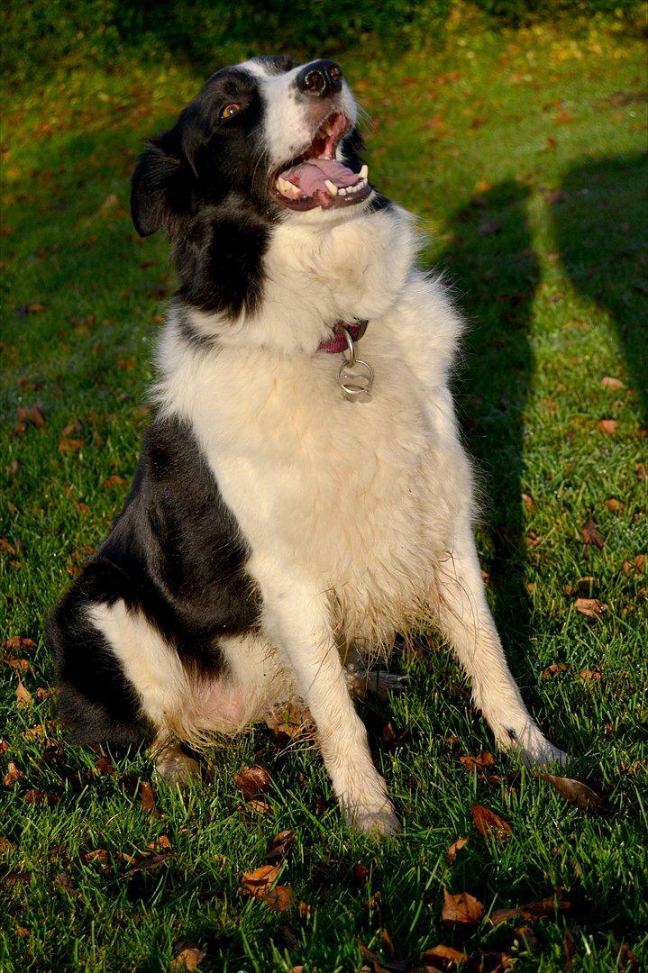 Border collie | Sitka - Smukke! <3 Efteråret 2011 :D

Foto: Emmelie S billede 4
