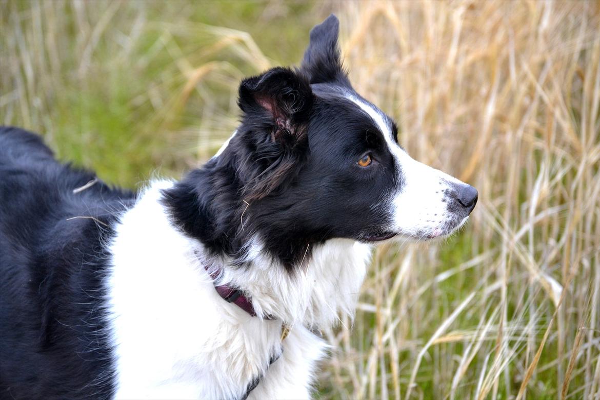 Border collie | Sitka - "Photoshoot" sensommeren 2011! <3

Foto: Emmelie S billede 8