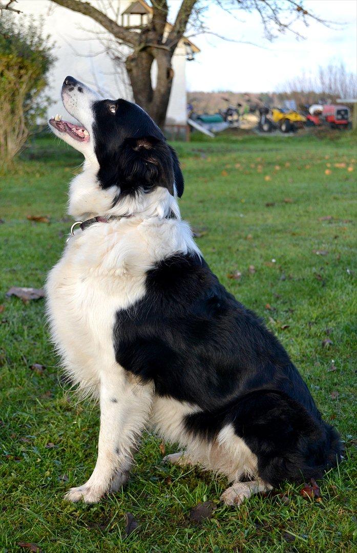 Border collie | Sitka - Elsker bare min tøs! xD <33

Foto: Emmelie S billede 9