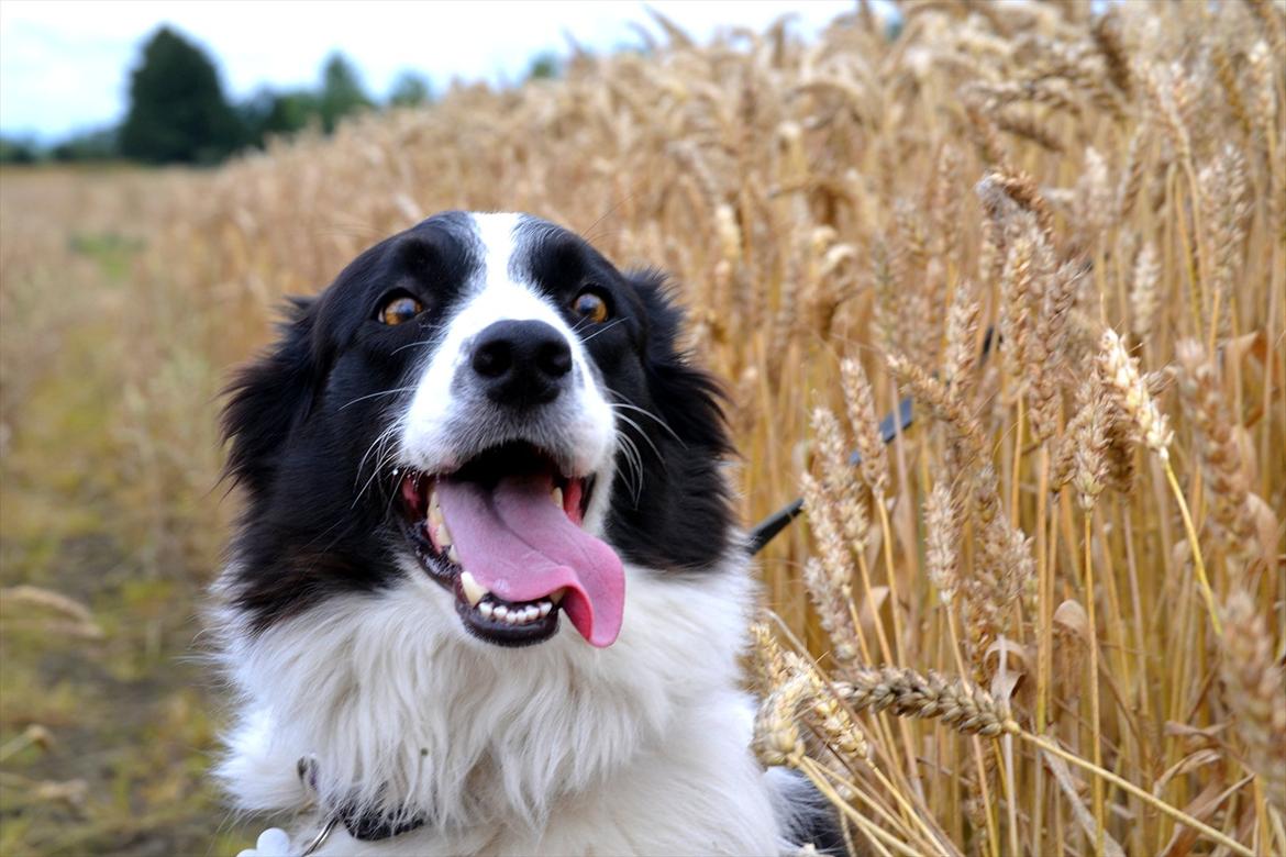 Border collie | Sitka - "Photoshoot" sensommeren 2011! <33

Foto: Emmelie S billede 13