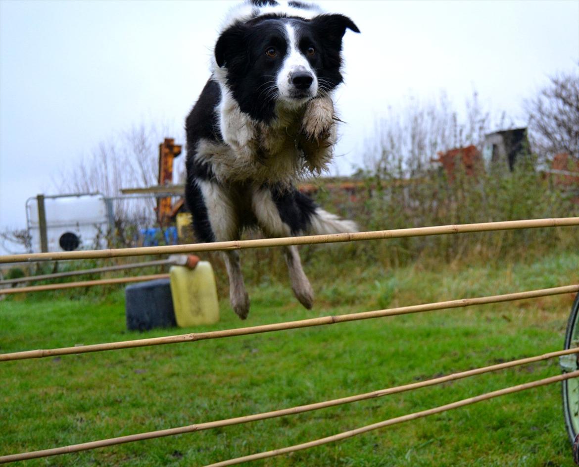 Border collie | Sitka - Spring dag! xD Her over en oprejst palle!! :O <33

Foto: Emmelie S billede 12