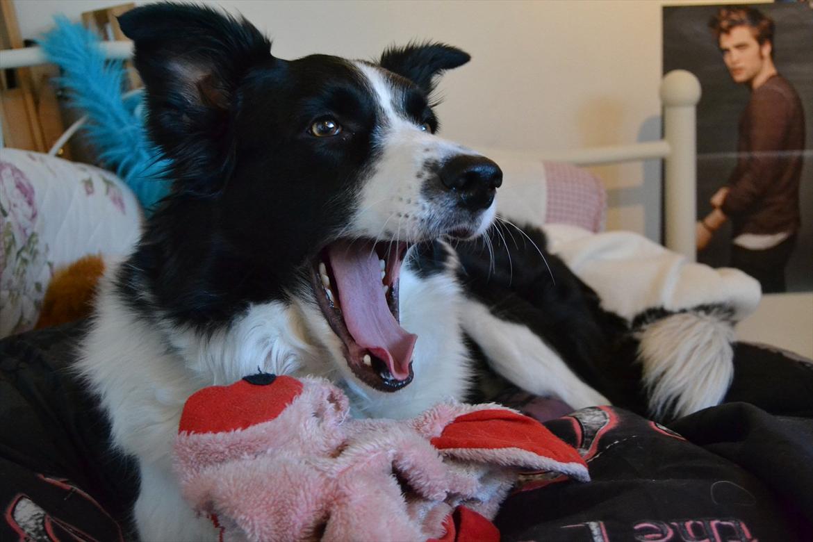Border collie | Sitka - Gaab! xD Hygge i sengen en formiddag! :) <33

Foto: Emmelie S billede 7