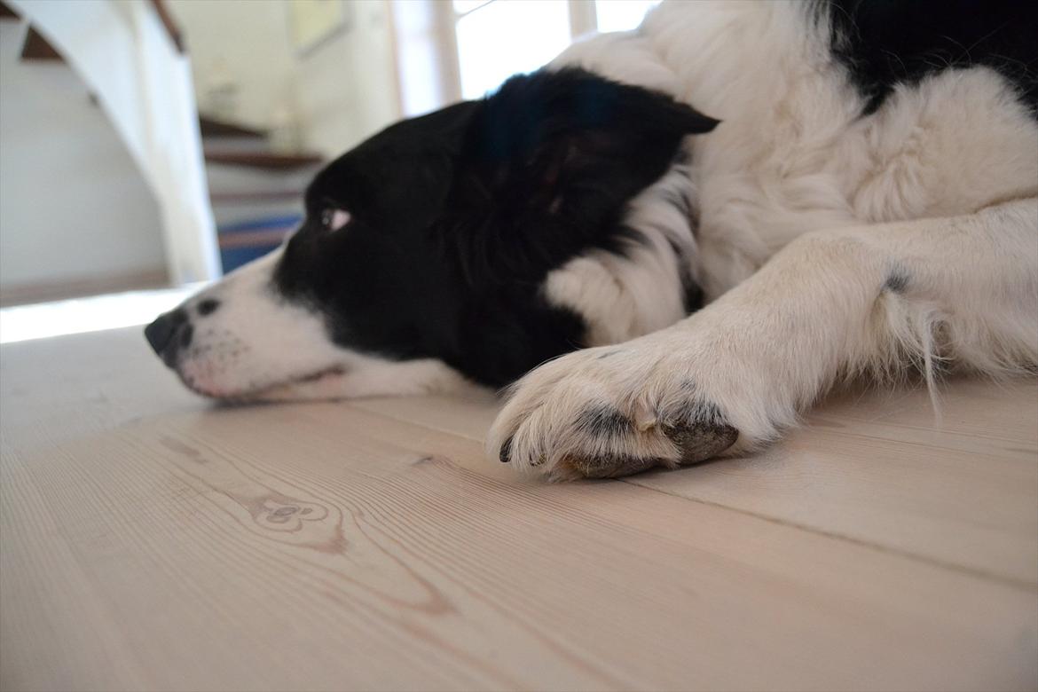Border collie | Sitka - Dejlig afslapning hjemme i stuen! xD <33

Foto: Emmelie S billede 14