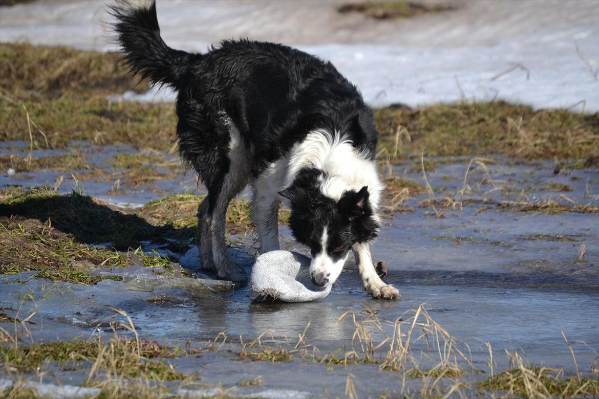 Border collie | Sitka - "Photoshoot" vinteren 2010/11 ;D <3

Foto: Emmelie S billede 15
