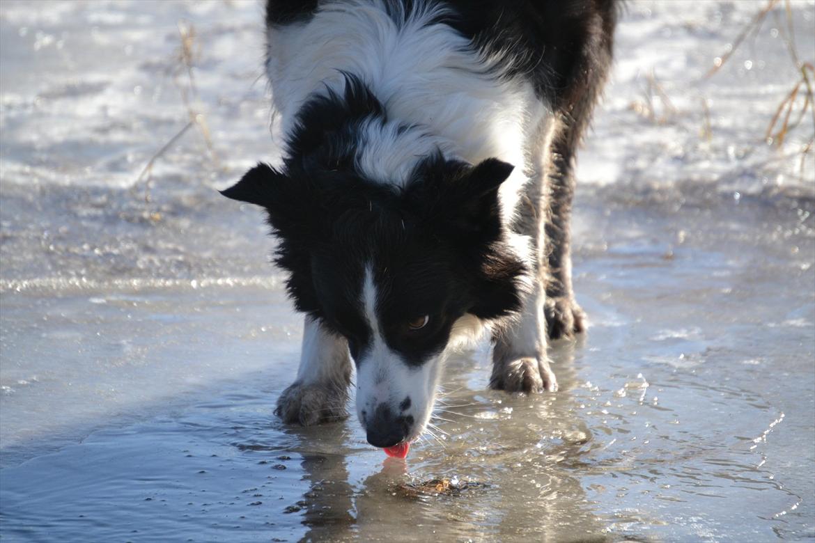 Border collie | Sitka - "Photoshoot" vinteren 2010/11 :) <3

Foto: Emmelie S billede 2