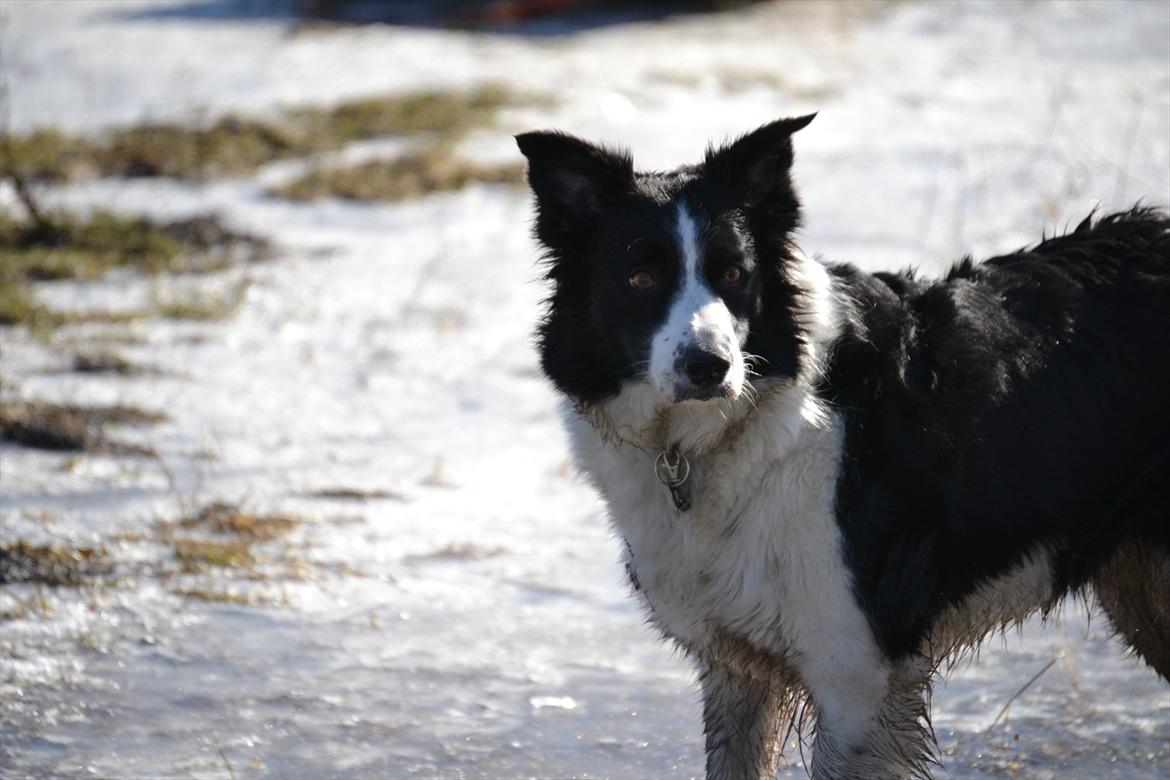 Border collie | Sitka - "Photoshoot" vinteren 2010/11! :D

Foto: Emmelie S billede 11