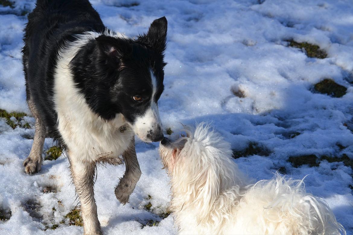 Border collie | Sitka - Vinteren 2010/11 ;) Her sammen med Bailey <33

Foto: Emmelie S billede 6