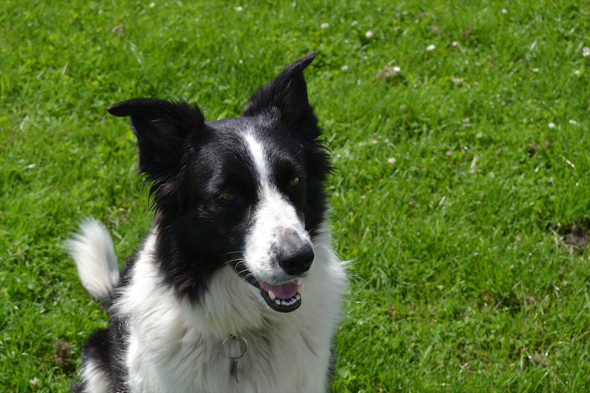 Border collie | Sitka - Sommerhygge i haven! xD Sommeren 2011.. :)

Foto: Emmelie S
 billede 17