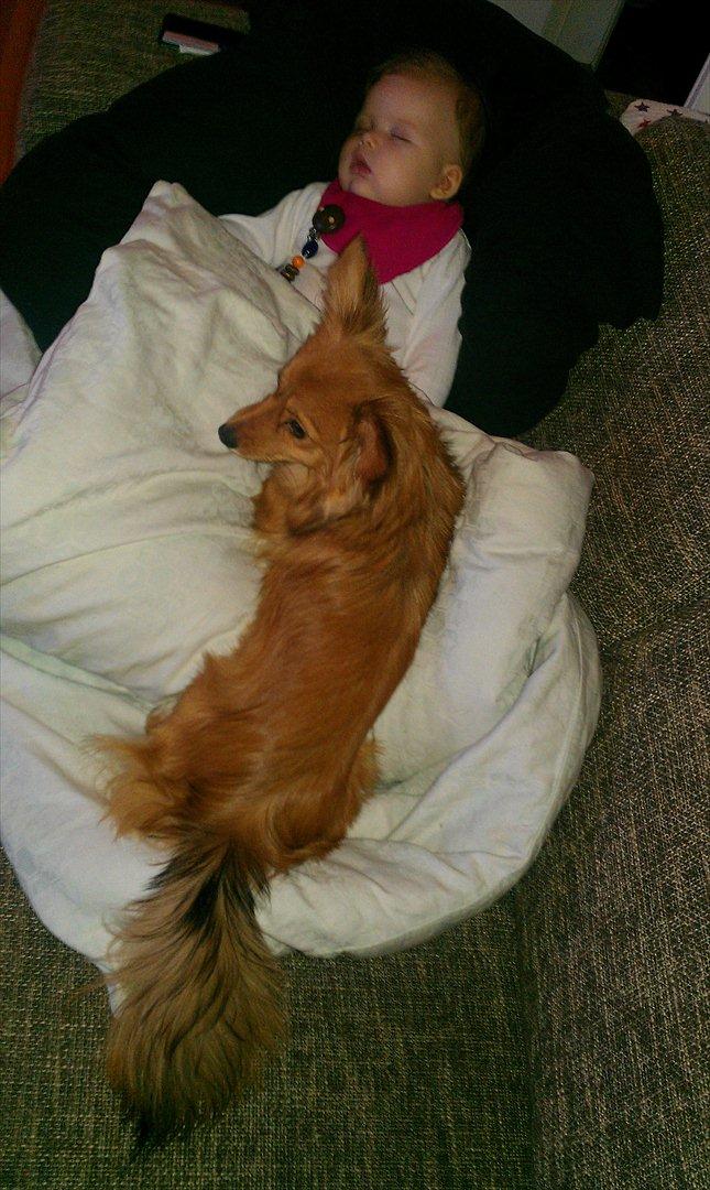 Blanding af racer Balou - 06.01.12 - Balou er god til at passe på Sheila mens hun sover. billede 10