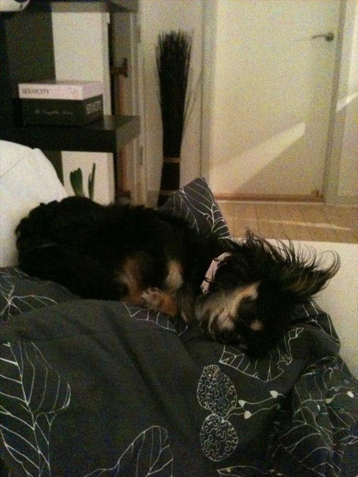 Chihuahua Tebipi's Esmaralda/Merle billede 1