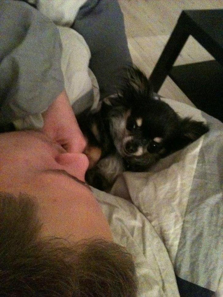 Chihuahua Tebipi's Esmaralda/Merle billede 2