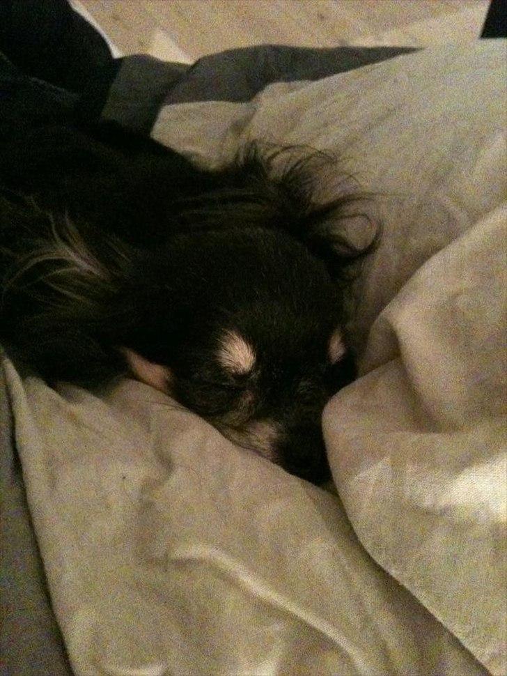 Chihuahua Tebipi's Esmaralda/Merle billede 3