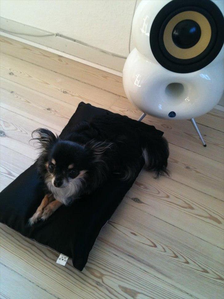 Chihuahua Tebipi's Esmaralda/Merle billede 4