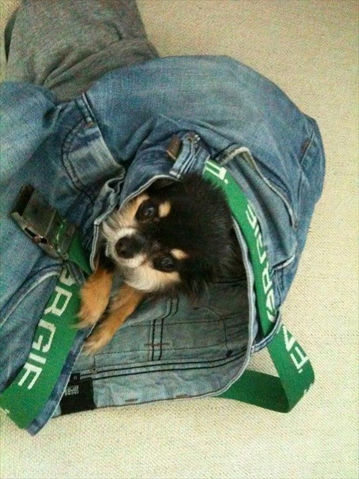 Chihuahua Tebipi's Esmaralda/Merle billede 5