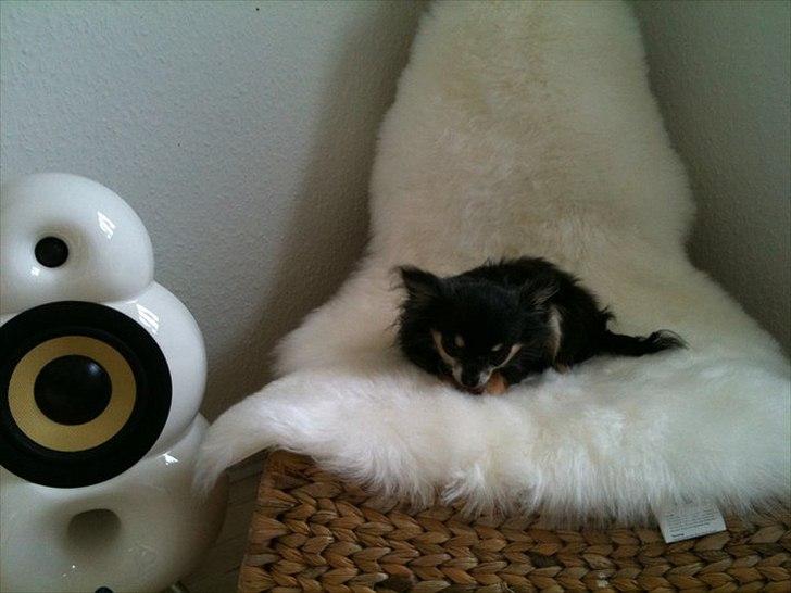 Chihuahua Tebipi's Esmaralda/Merle billede 6