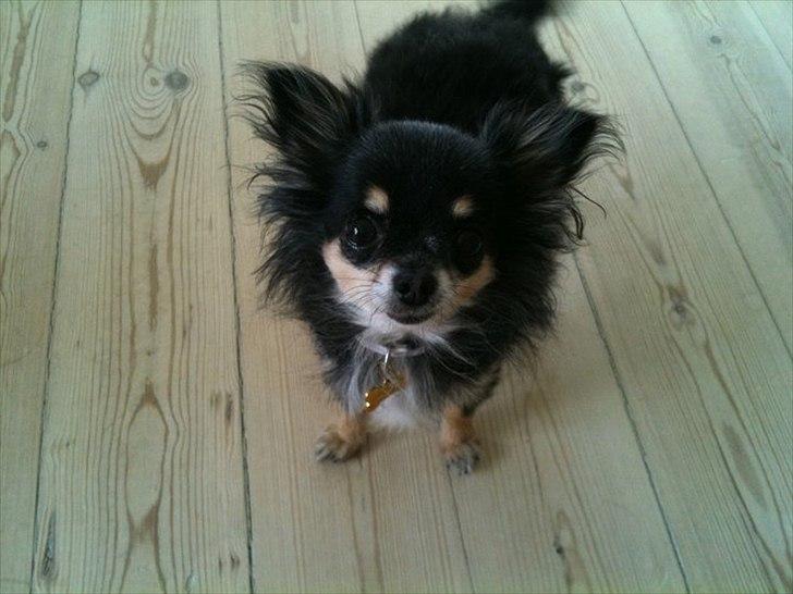 Chihuahua Tebipi's Esmaralda/Merle billede 7